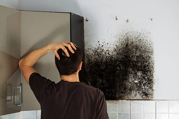 Best Mold Removal and Inspection  in Cleveland, AL