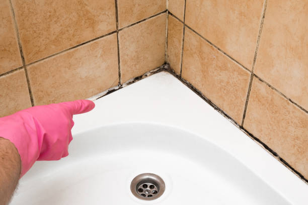 Best Mold Damage Repair  in Cleveland, AL